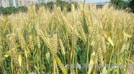 農(nóng)作物種子輪選518小麥種子 購(gòu)買(mǎi)渠道與市場(chǎng)價(jià)格指南